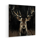 Young Buck // Print on Acrylic Glass by Liz Jardine (24x24)