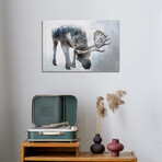 Nature Moose // Print on Acrylic Glass by Paul Haag (24x16)