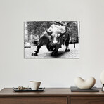 Wall Street Bull Black & White // Print on Acrylic Glass (24x16)