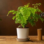 Push Planter Set of 3 (White)