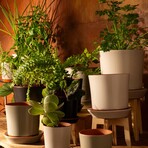 Push Planter Set of 3 (White)