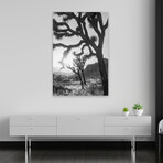 Joshua Tree No. 6 by Murray Bolesta (16"H x 24"W x 1.5"D)