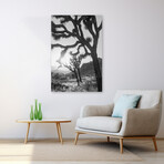 Joshua Tree No. 6 by Murray Bolesta (16"H x 24"W x 1.5"D)