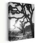 Joshua Tree No. 6 by Murray Bolesta (16"H x 24"W x 1.5"D)
