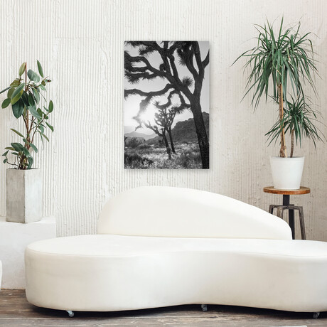 Joshua Tree No. 6 by Murray Bolesta (16"H x 24"W x 1.5"D)