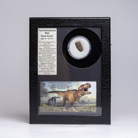 Genuine Tyrannosaurus Rex Bone Fossil in a Glass Display Box