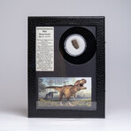 Genuine Tyrannosaurus Rex Bone Fossil in a Glass Display Box
