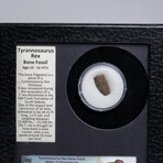 Genuine Tyrannosaurus Rex Bone Fossil in a Glass Display Box