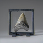 Genuine 3-4" Megalodon Shark Tooth (in display box)