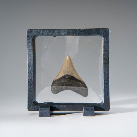 Genuine 2-3" Megalodon Shark Tooth (in display box)