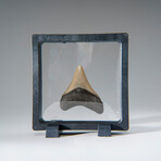 Genuine 2-3" Megalodon Shark Tooth (in display box)