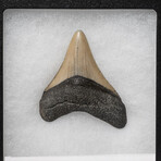 Genuine 2-3" Megalodon Shark Tooth (in display box)