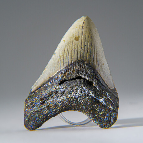 Genuine 3-4" Megalodon Shark Tooth (in display box)