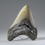 Genuine 3-4" Megalodon Shark Tooth (in display box)