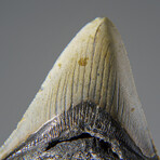 Genuine 3-4" Megalodon Shark Tooth (in display box)
