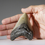 Genuine 3-4" Megalodon Shark Tooth (in display box)