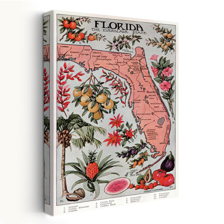 Vintage Florida Botanical Map Canvas Art Print  by Wild Apple Portfolio (16"H x 24"W x 1.5"D)