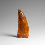 Genuine Natural Carcharodontosaurus Dinosaur Tooth in Display Box