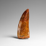 Genuine Natural Carcharodontosaurus Dinosaur Tooth in Display Box