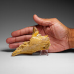 Genuine Mosasaur Tooth in a Fossilized Jaw bone