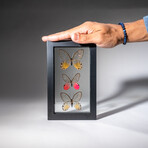 3 Genuine Glasswing Butterflies in Black Display Frame