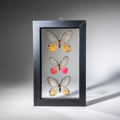 3 Genuine Glasswing Butterflies in Black Display Frame