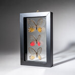 3 Genuine Glasswing Butterflies in Black Display Frame