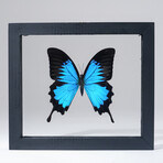 Single Genuine Blue Papilionidae Butterfly in Black Display Frame v.2