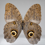 Genuine Single Caligo Eurilochus Butterfly in Black Display Frame