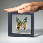 Single Genuine Urania Ripheus in Natural Black Display Frame
