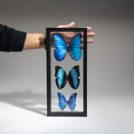 3 Genuine Morpho Butterflies in Black Display Frame