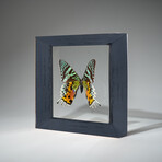 Single Genuine Urania Ripheus in Natural Black Display Frame