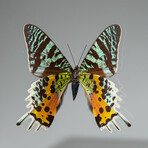 Single Genuine Urania Ripheus in Natural Black Display Frame