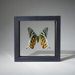 Single Genuine Urania Ripheus in Natural Black Display Frame