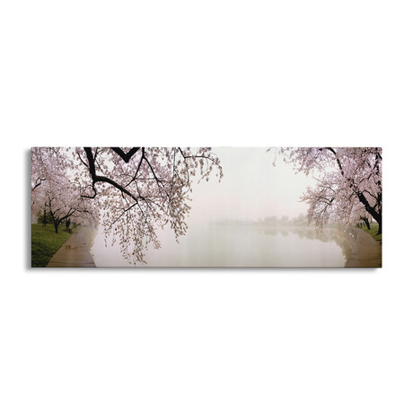 Cherry blossoms at the lakesideWashington DC, USA by Panoramic Images (12"H x 36"W x 1.5"D)