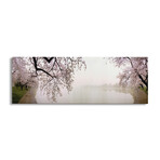 Cherry blossoms at the lakesideWashington DC, USA by Panoramic Images (12"H x 36"W x 1.5"D)