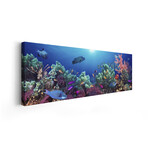 School of fish swimming near a reef, Indo-Pacific Ocean by Panoramic Images (12"H x 36"W x 1.5"D)
