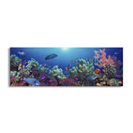 School of fish swimming near a reef, Indo-Pacific Ocean by Panoramic Images (12"H x 36"W x 1.5"D)