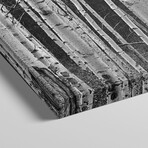 Aspen Trees in Black & White, Alberta, Canada by Panoramic Images (12"H x 36"W x 1.5"D)