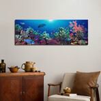 School of fish swimming near a reef, Indo-Pacific Ocean by Panoramic Images (12"H x 36"W x 1.5"D)