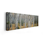 Aspen trees in a forest Alberta, Canada by Panoramic Images (12"H x 36"W x 1.5"D)