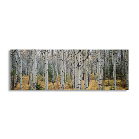 Aspen trees in a forest Alberta, Canada by Panoramic Images (12"H x 36"W x 1.5"D)