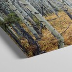 Aspen trees in a forest Alberta, Canada by Panoramic Images (12"H x 36"W x 1.5"D)