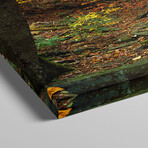 Fall Trees Kitchen Creek PA by Panoramic Images (12"H x 36"W x 1.5"D)