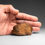 Genuine Gebel Kamil Meteorite from Egypt 252 g