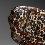 Genuine Natural Seymchan Pallasite Meteorite Slab