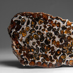 Genuine Natural Seymchan Pallasite Meteorite Slab