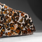Genuine Natural Seymchan Pallasite Meteorite Slab