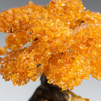 Large Genuine Citrine Clustered Gemstone Tree on Citrine Matrix // The Calming Tree