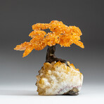 Large Genuine Citrine Clustered Gemstone Tree on Citrine Matrix // The Calming Tree
